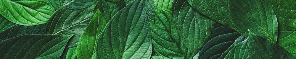 Well-Being Programs